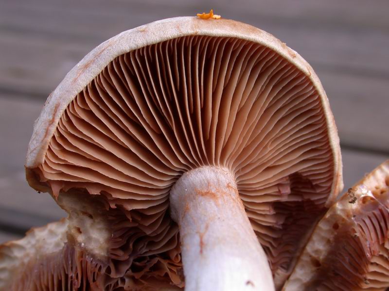 Cortinarius lebretoni